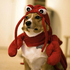 Avatar de lobsterdog2