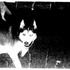 Avatar for Qmnplcnqsrmn_