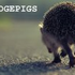 Avatar for hedgepigs