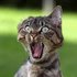 Avatar für The Cat Master