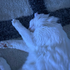 Avatar for FoxyOnKeyboard