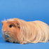 Avatar for eau-