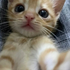 Avatar di iamasillycat