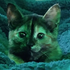 Avatar for crytrncrawlrs