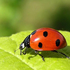 Avatar für ladybird68