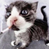 Avatar di catfinches