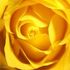 Аватар для yellowflashz