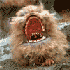 Avatar for dools_4000