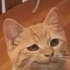 Avatar for Nut-