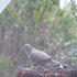 Avatar for smallgaybird