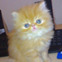 Avatar for ridodynamic