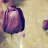 Avatar für blueberry_f
