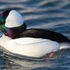 Bufflehead 的头像