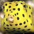 Avatar for TheHappyBoxfish