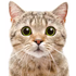 Avatar for cummywummies