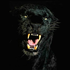 Avatar for Jaguardenegro