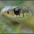 snake31303 için avatar