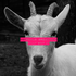 Avatar di ApolloCheese