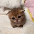 Avatar for Baby Meow