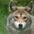 rainwatercoyote için avatar