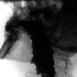 swallow_it_all 的头像
