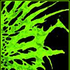 Avatar di taeo