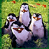 Avatar for pingwinomar