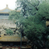 camcamerson 的头像