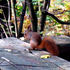 Wiesia_Squirrel için avatar