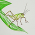 aircrickets için avatar