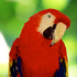 Avatar for kingbluehole