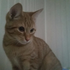 Minou_Minou_ 的头像
