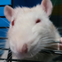 Avatar for GVNJPG