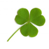 Avatar de clovermusi