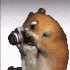 Hamsterman65 的头像