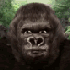 Avatar for Jared451