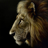 ironlion1 için avatar