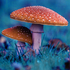 mushroom_peep için avatar