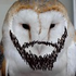 BeardedOwl 的头像