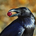 Avatar for Rebocada