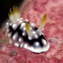 Awatar dla seaslugsanon