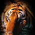 Avatar de RubinTiger