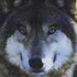 Avatar de direwolf581