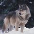 Avatar for Wolf Sounds
