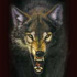 Fenrizwolf 的头像