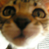 fofurasfelinas 的头像
