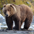 Avatar for HeathenBear