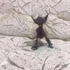 Ravenboy483 的头像