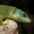 GreanLizzzard için avatar