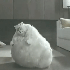 dotteddinosaur 的头像